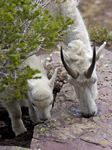 Nanny and Kid Glacier N.P. 3965